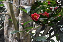 Chiêm ngưỡng vẻ đẹp cây hải đường hơn 100 tuổi ở thành phố Cảng